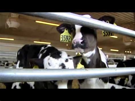 peta youtube|peta videos of livestock mistreatment.